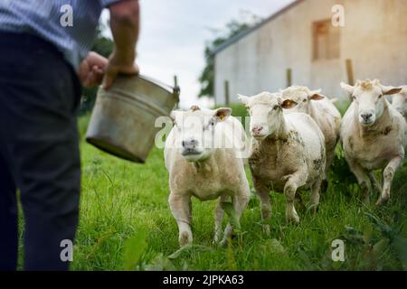 Alimentando il flock. Un coltivatore che alimenta pecora su una fattoria. Foto Stock