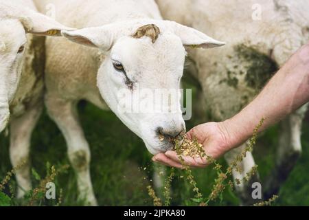Gobling su il grain. Un coltivatore che alimenta pecora su una fattoria. Foto Stock