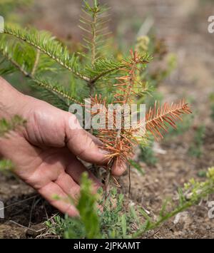 Hanau, Germania. 17th ago, 2022. Un abete rosso, di circa due anni, si trova in una piantagione del vivaio statale della foresta Hanau-Wolfgang, che non è stato annaffiato finora. (A dpa: 'Meno alberi di Natale previsti nei prossimi anni') Credit: Frank Rumpenhorst/dpa/Alamy Live News Foto Stock