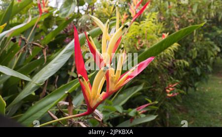 Heliconia Parakeet Fiore in un giardino Foto Stock