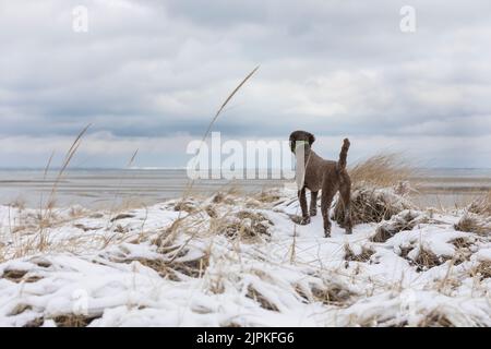Barbetta marrone in piedi su dune che guardano il paesaggio innevato Foto Stock