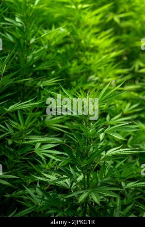 un campo di cannabis in una fattoria durante un pomeriggio di sole Foto Stock