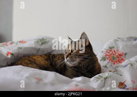 Gatto su una coperta con fiori Foto Stock