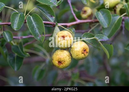 Pyrus pyraster, frutti europei di pere selvatiche in primo piano di ramificazione fuoco selettivo Foto Stock