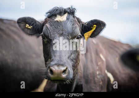 Bovini e mucche di manzo in Australi Foto Stock