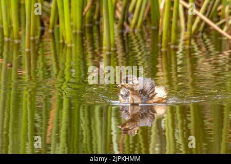 Un giovane corone Australasiano (Tachybaptus novaehollandiae) che si avvicina alla telecamera con un riflesso Foto Stock