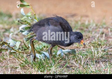 Il Dusky Moorhen (Gallinula tenebrosa) è un uccello d'acqua grigio-nero di medie dimensioni con un sottotcoda bianca Foto Stock