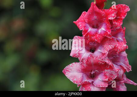 Primo piano di un fiore di gladiolo fiorito rosa in un giardino. Primo piano bokeh Foto Stock