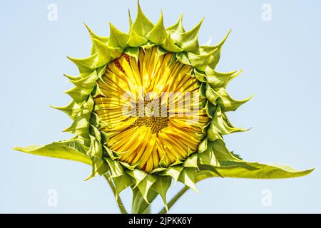 Fiore di girasole inaperto nel giardino contro il cielo. Macro primo piano Foto Stock