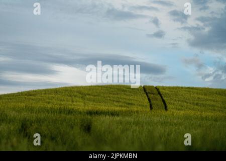 Bovini e mucche di manzo in Australi Foto Stock