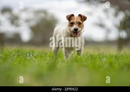 Bovini e mucche di manzo in Australi Foto Stock