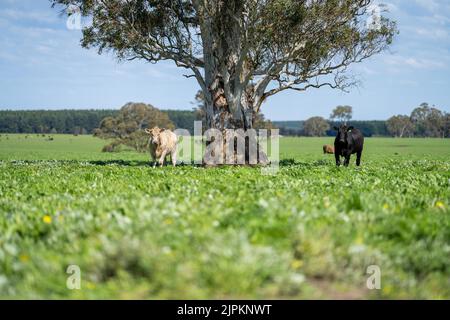 Bovini e mucche di manzo in Australi Foto Stock