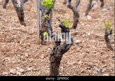 Vecchi tronchi d'uva sui vigneti di Cotes de Provence in primavera, Bandol regione vinicola vicino le Castellet villaggio, vinificazione nel sud della Francia Foto Stock