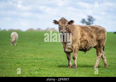 Bovini e mucche di manzo in Australi Foto Stock