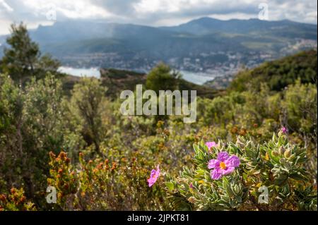 Primavera in Provenza, fiore di fiori selvatici nel parco naturale Calanques vicino Marsiglia, Francia Foto Stock