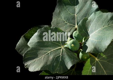 Primo piano delle foglie e dei frutti di un fico su sfondo scuro Foto Stock