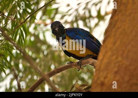 Una stella dorata arroccata su un ramo di legno in una foresta di giorno Foto Stock