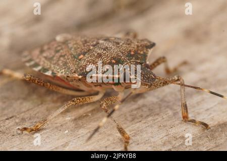 Dettaglio del primo piano su uno schermo pentatomico mediterraneo marrone adulto, Halyomorfa halys seduta su legno Foto Stock