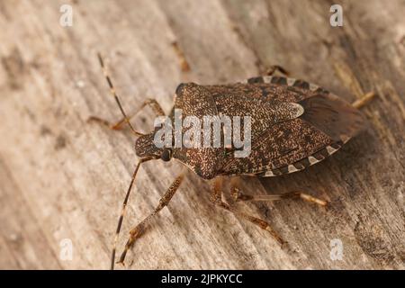 Dettaglio del primo piano su uno schermo pentatomico mediterraneo marrone adulto, Halyomorfa halys seduta su legno Foto Stock