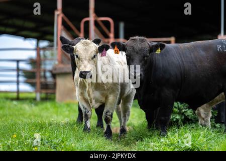 Bovini e mucche di manzo in Australi Foto Stock