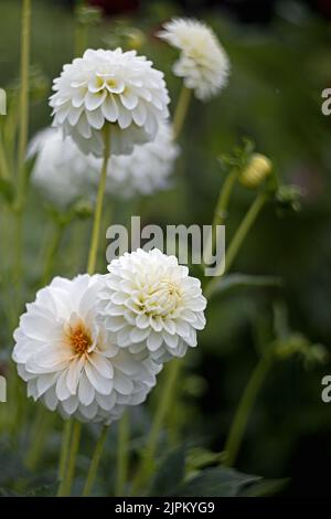 crisantemi bianchi in un campo per tagliare i fiori da soli Foto Stock