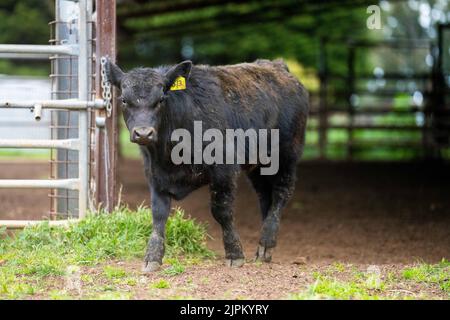 Bovini e mucche di manzo in Australi Foto Stock
