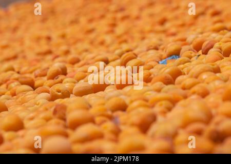 Albicocche secche. Albicocche su essiccazione solare in Turchia Malatya. Produzione di frutta secca. Foto Stock