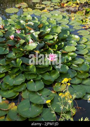 I gigli rosa dell'acqua circondati da giglio verde che galleggiano sulla superficie dell'acqua. Colpo verticale Foto Stock