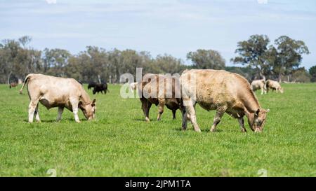 Bovini e mucche di manzo in Australi Foto Stock
