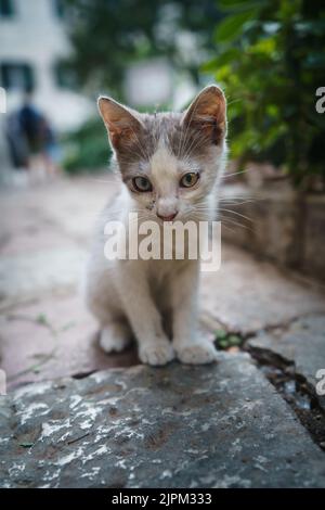 Piccolo simpatico gatto grigio-bianco che guarda sul terreno a Cattaro, Montenegro. Foto Stock