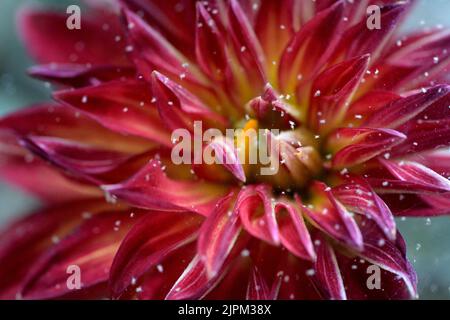 Pesti, acari ragno, su un fiore di Dahlia Foto: Janerik Henriksson / TT / code10010 Foto Stock