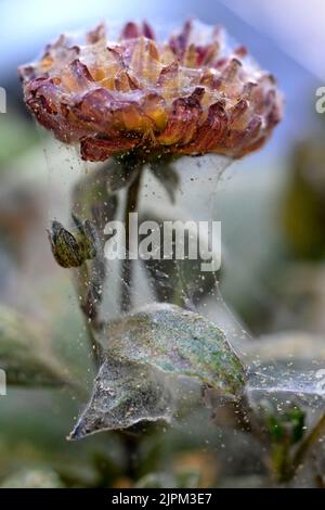 Pesti, acari ragno, su un fiore di Dahlia Foto: Janerik Henriksson / TT / code10010 Foto Stock