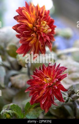 Pesti, acari ragno, su un fiore di Dahlia Foto: Janerik Henriksson / TT / code10010 Foto Stock