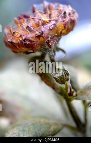 Pesti, acari ragno, su un fiore di Dahlia Foto: Janerik Henriksson / TT / code10010 Foto Stock