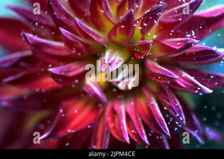 Pesti, acari ragno, su un fiore di Dahlia Foto: Janerik Henriksson / TT / code10010 Foto Stock