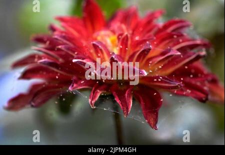 Pesti, acari ragno, su un fiore di Dahlia Foto: Janerik Henriksson / TT / code10010 Foto Stock