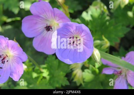 Lilla blu Geranium Rozanne. Grumo che forma la fioritura estiva. Fiori viola chiaro blu. Foto Stock