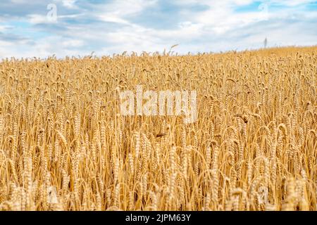 grano campo ucraino grano esportazioni Foto Stock