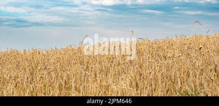 grano campo ucraino grano esportazioni Foto Stock