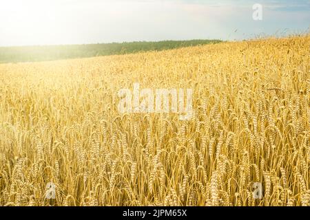 grano campo ucraino grano esportazioni Foto Stock