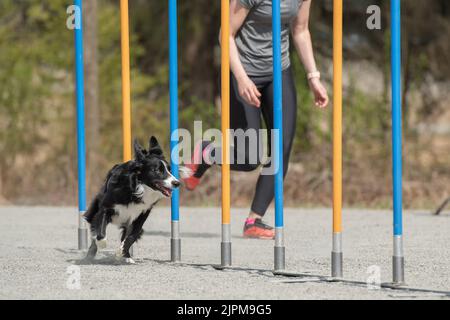 Un carino bordo bianco e nero Collie facendo slalom durante il corso di agilità del cane Foto Stock