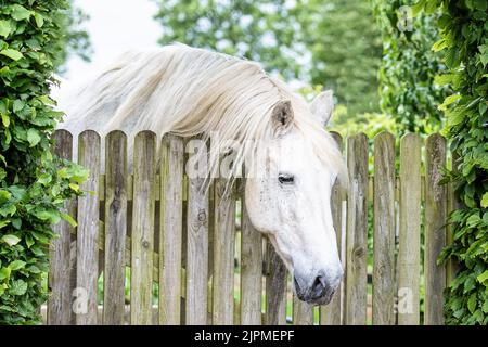 colpo di testa di un cavallo grigio appoggiato sopra il cancello Foto Stock