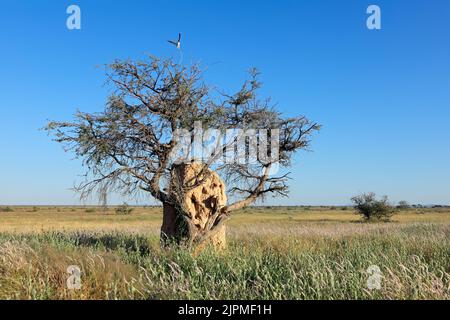 Paesaggio con un albero e termite tumulo contro un cielo blu, Etosha Parco Nazionale, Namibia Foto Stock