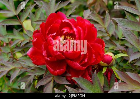 una splendida e enorme peonia rossa brillante con un morbido centro giallo Foto Stock