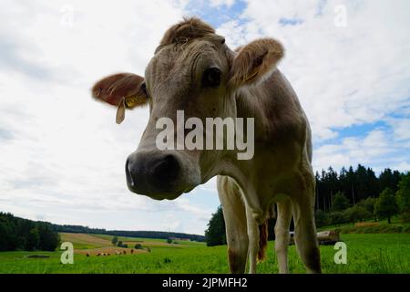 Una bella e curiosa mucca pascolo su un prato verde nel villaggio bavarese Birkach in Germania Foto Stock