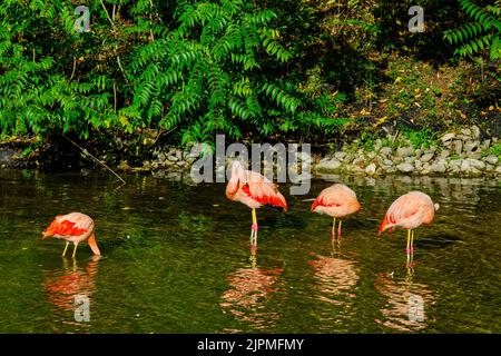 Francia, Loiret, Orleans, Orléans-la-Source, parco floreale della sorgente, Flamingo Foto Stock