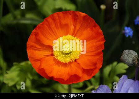Un bel papavero rosso in una giornata di aprile soleggiato a Flower Island Mainau in Germania Foto Stock