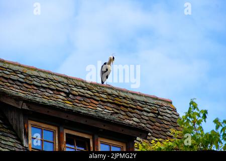 Un bel airone grigio con una cresta sulla sua testa contro il cielo blu seduto sul tetto rustico di una vecchia casa nella città di Ulm, Germania Foto Stock