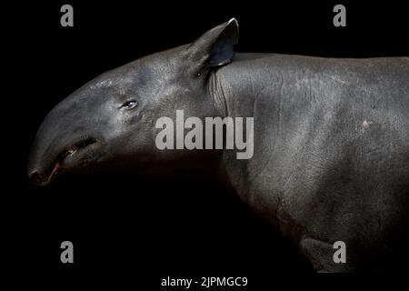 Primo piano del tapiro malese (Tapirus indicus) isolato su sfondo nero Foto Stock