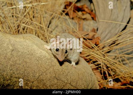 Antechinus (/æntɪˈkaɪnəs/ ('ant-echinus')) è un genere di endemia marsupiale di piccole dimensioni, appartenente all'Australia. Foto Stock